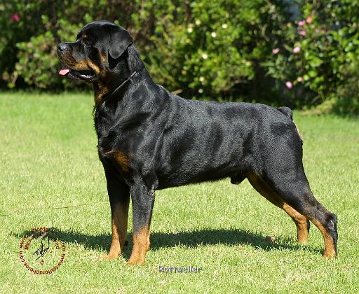 Rottweiler 9R028D-044.JPG
